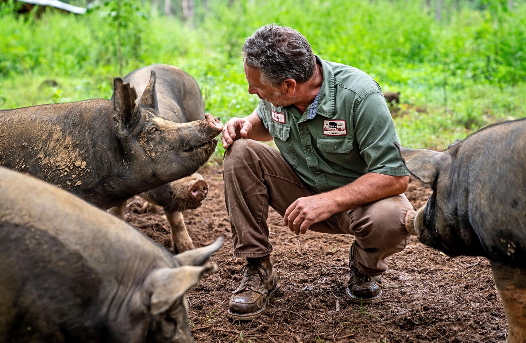 Autumn Olive Farms — Clay with pigs